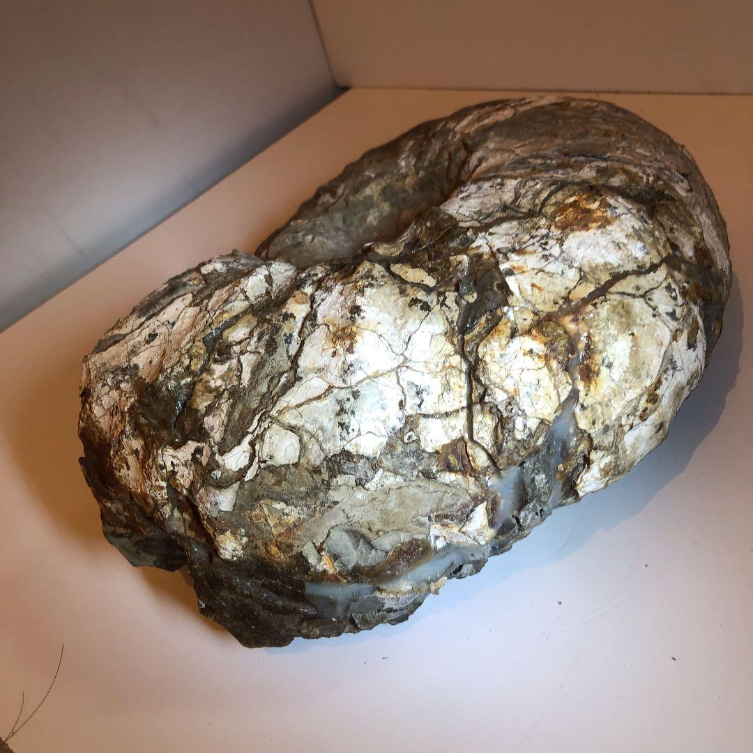 アンモナイト化石（超特大）