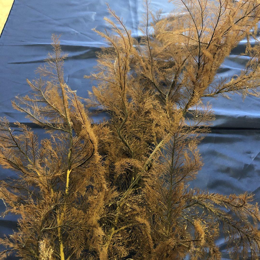 海松　原木　黒珊瑚　長さ95cm こぶ付き