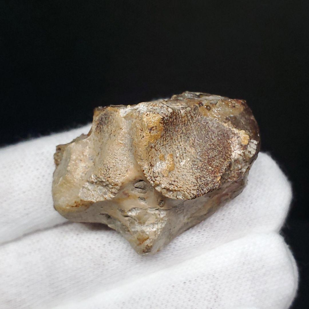 希少 アンハングエラ 化石 手根骨 恐竜 本物  38.54mm fr71