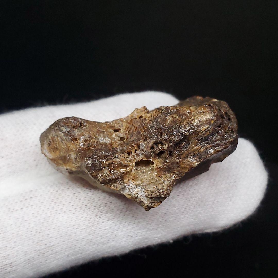 希少 アンハングエラ 化石 手根骨 恐竜 本物  38.54mm fr71