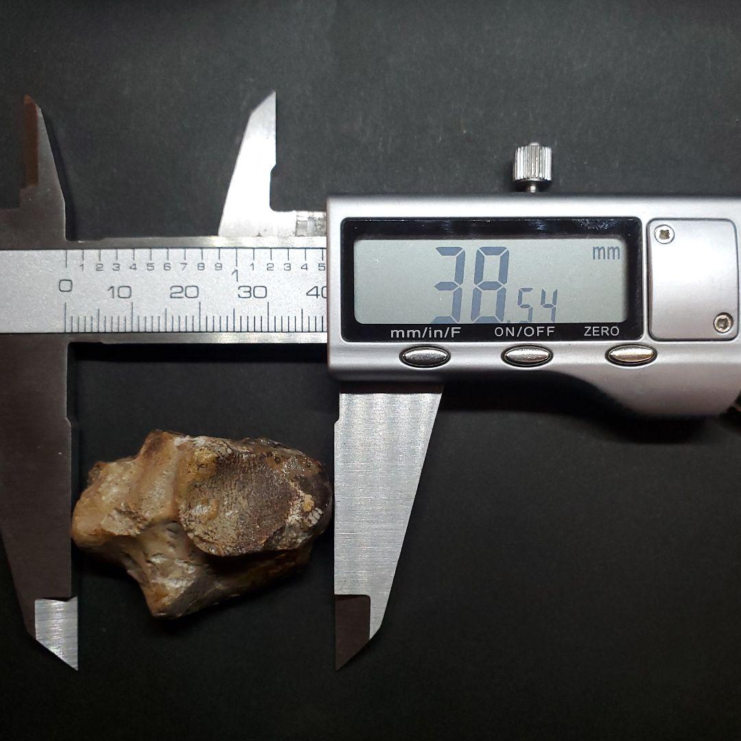 希少 アンハングエラ 化石 手根骨 恐竜 本物  38.54mm fr71