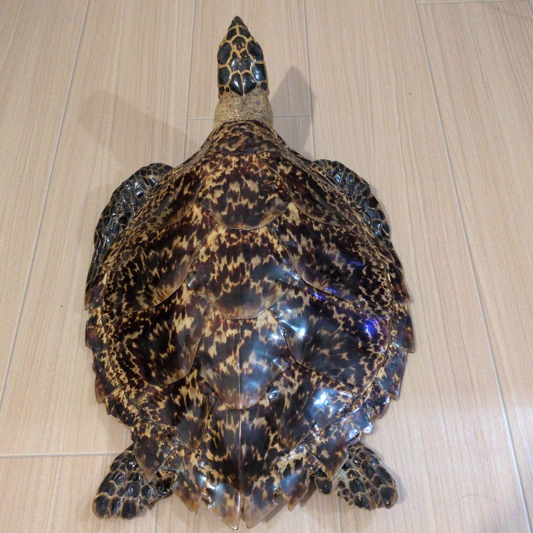 タイマイ　ウミガメ剥製　国際希少野生動植物種登録票有