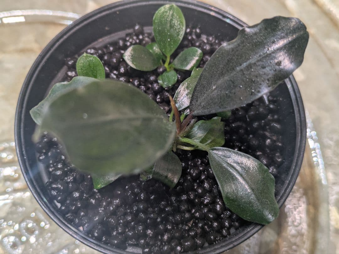 2HR Plantsworks A.K.　 sp.Dark gray