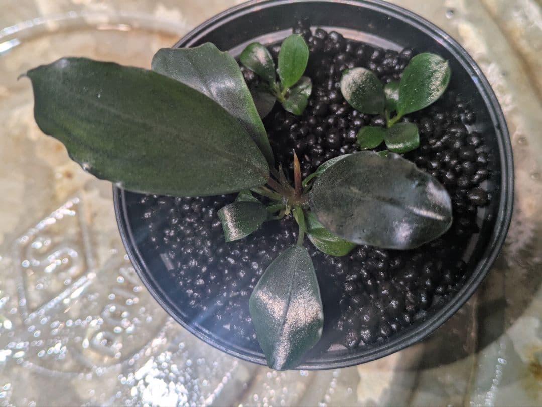 2HR Plantsworks A.K.　 sp.Dark gray