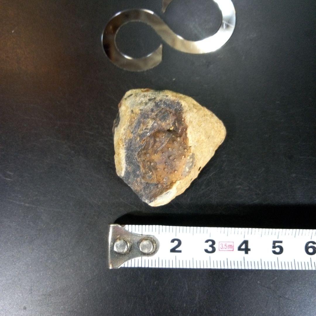 三葉虫　化石　fossil　ボリビア産　trilobite　海生動物識別②