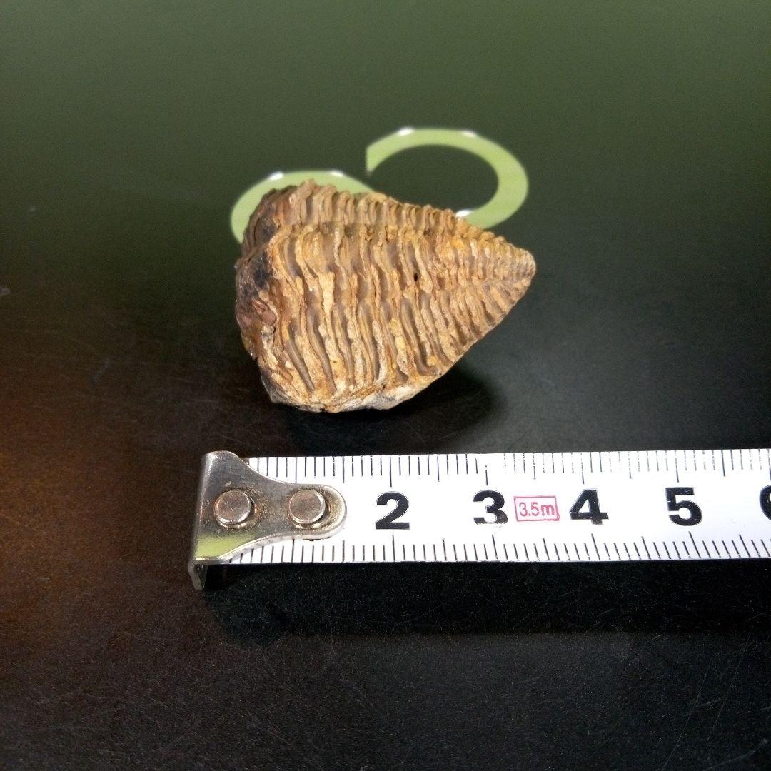 三葉虫　化石　fossil　ボリビア産　trilobite　海生動物識別②