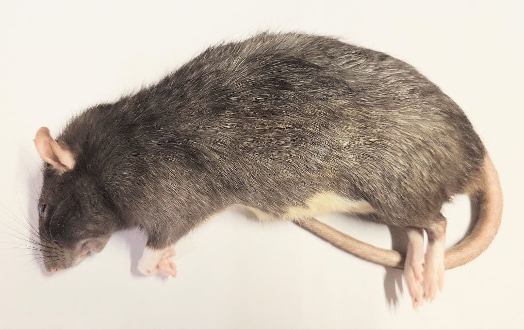 個包装 冷凍ラット 30匹セット 100~130g