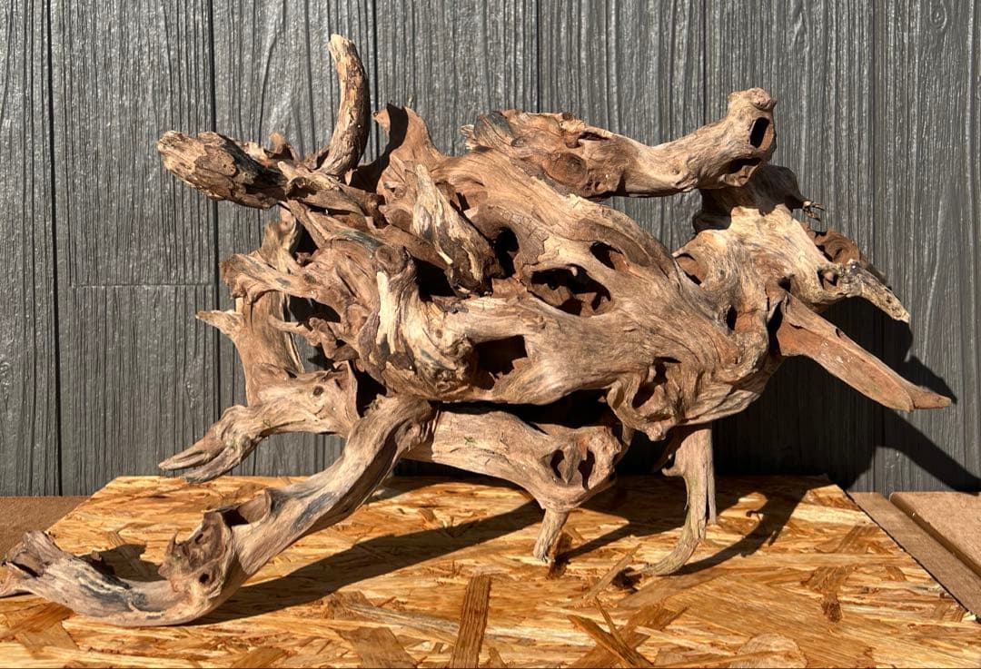 レイアウト流木