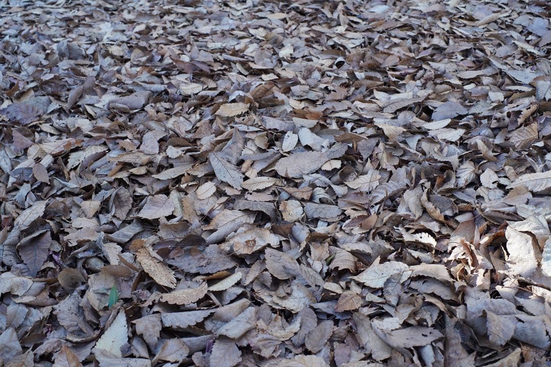 レンズ(単焦点) Minolta MD ROKKOR 50mm f1.4