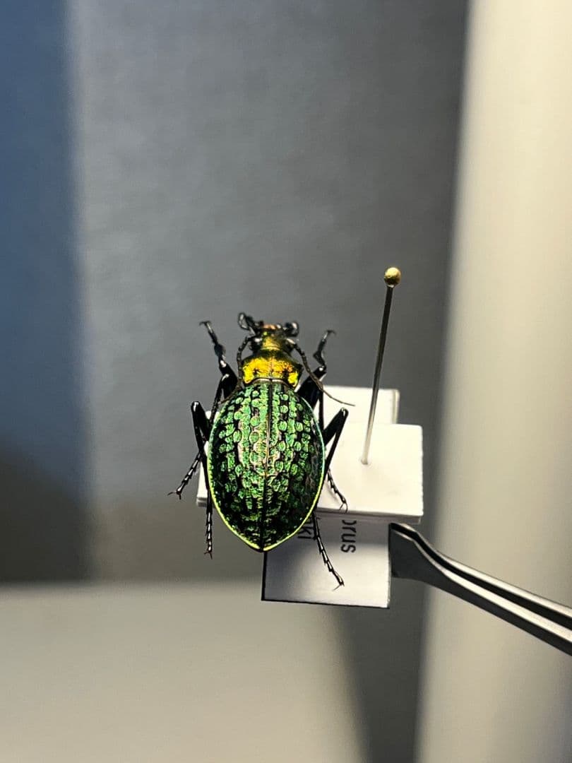 【28mm】シュレンククビナガオサムシ カブリモドキ オサムシ標本 オサムシ