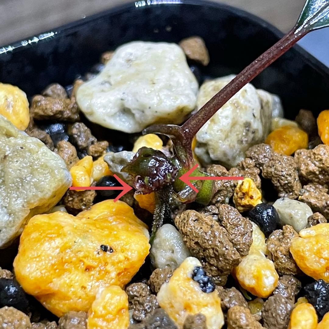 【水の国】ブセファランドラ レッドワルツ（※極小株）