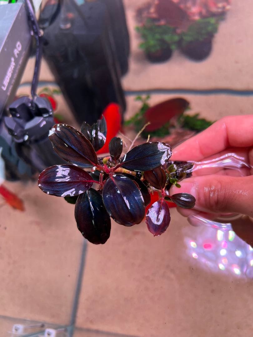 水草 Bucephalandra sp. Moonlight