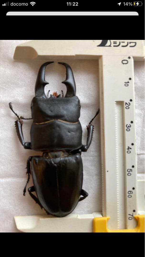 野外採集品山口県産ヒラタ　約71.5mm 未展足　昆虫標本