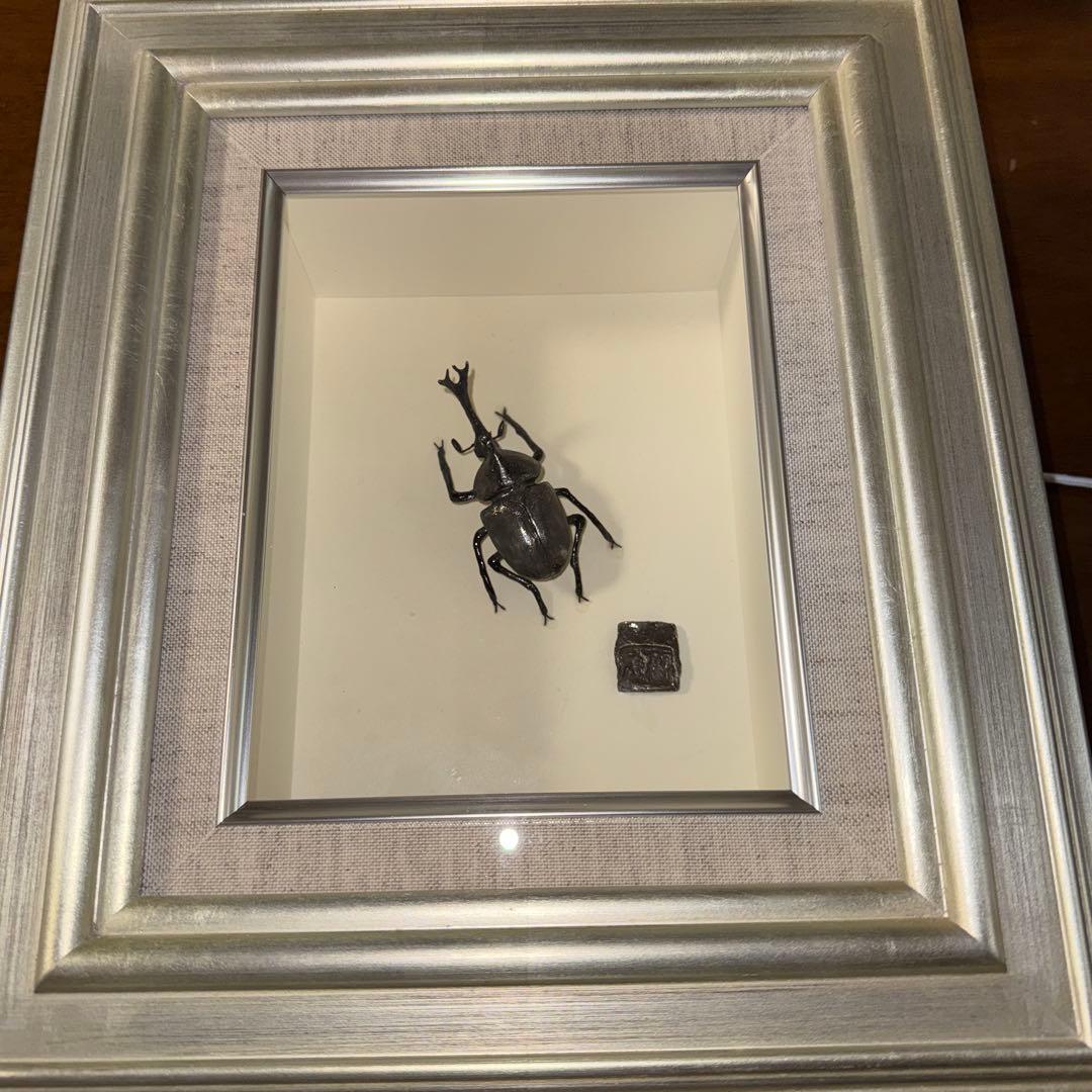 カブトムシ標本