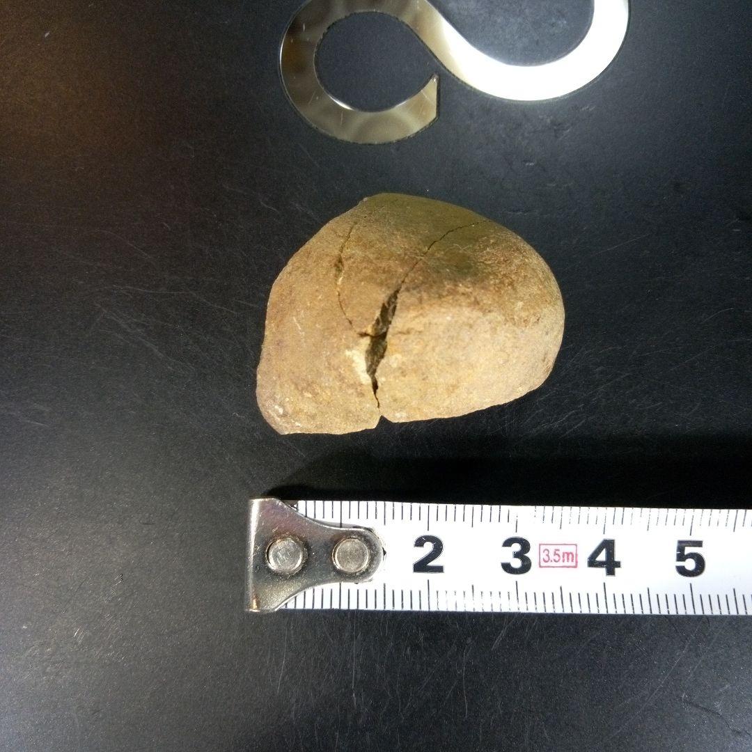 三葉虫　化石　ボリビア産　南アメリカ　trilobite　南米産fossil⑨