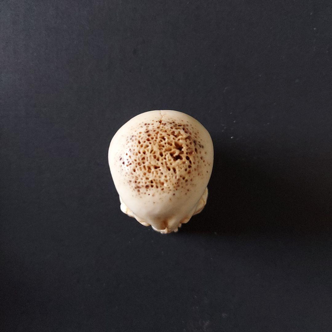 髑髏　ドクロ　根付　生生流転　服部