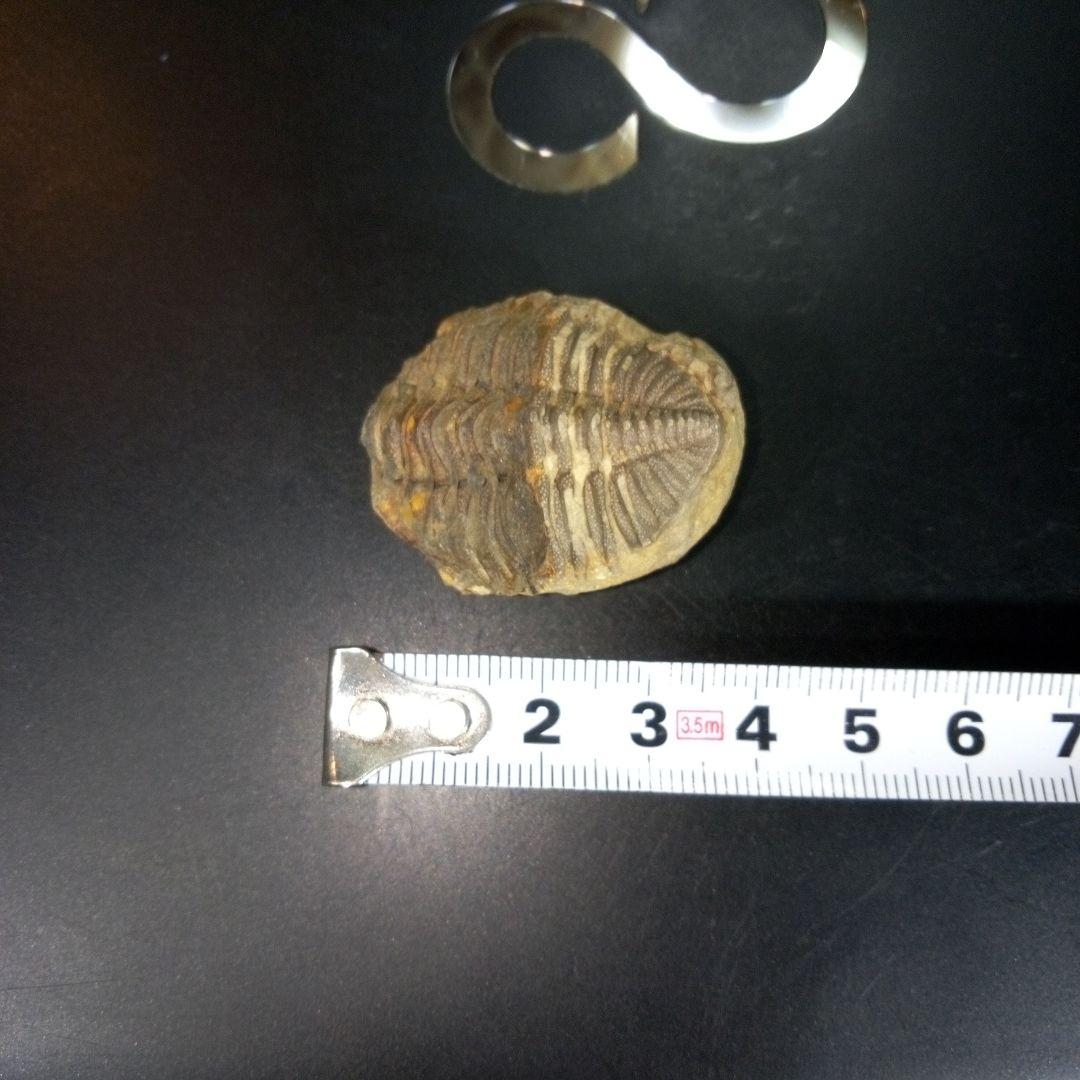 三葉虫　化石　fossil　ボリビア　trilobite　三葉虫綱　三葉虫管理③