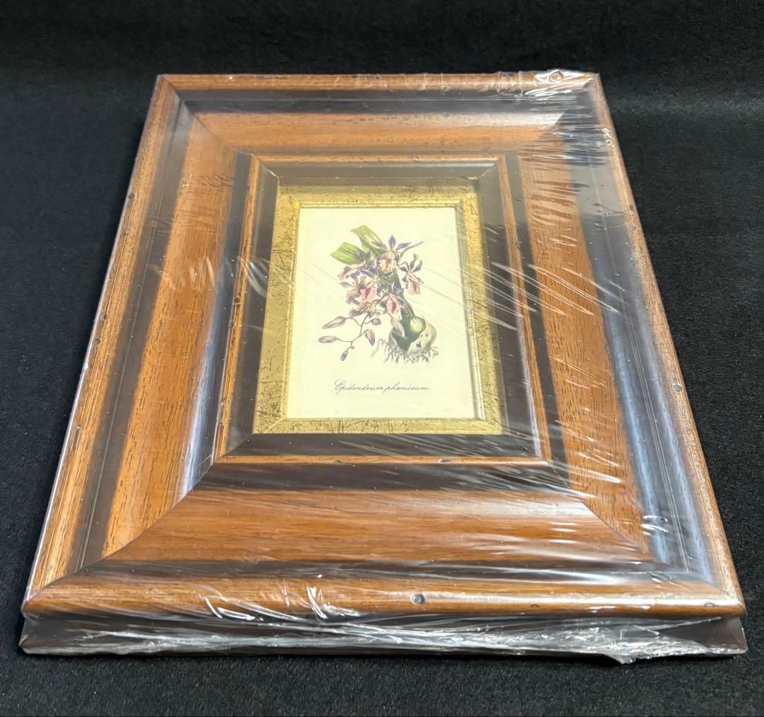 イタリア製 額装 インテリア 壁掛 エピデンドラム ラン科 ITALY オブジェ