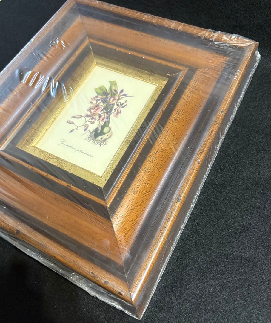 イタリア製 額装 インテリア 壁掛 エピデンドラム ラン科 ITALY オブジェ