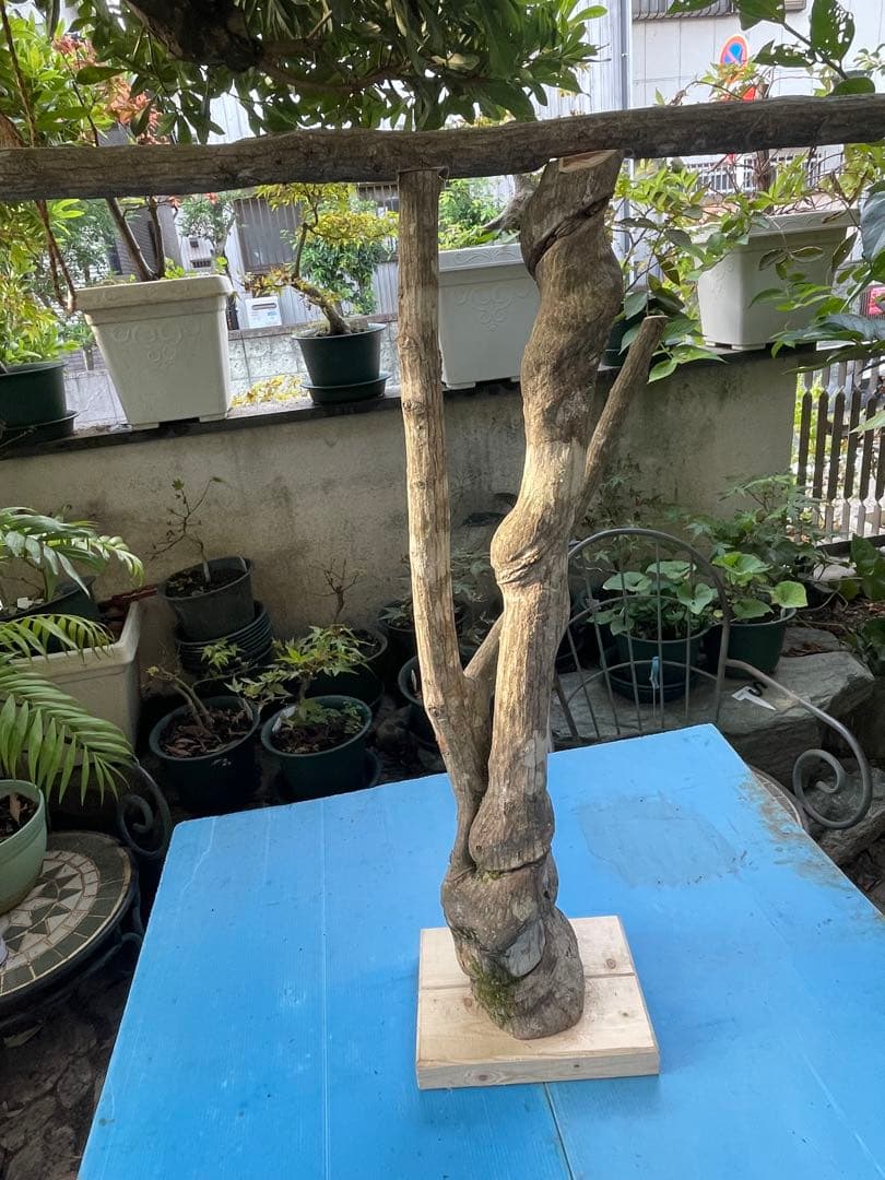 天然木大型鳥用バードジム