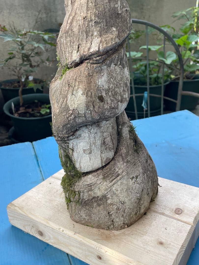 天然木大型鳥用バードジム