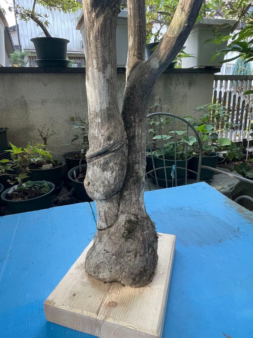 天然木大型鳥用バードジム