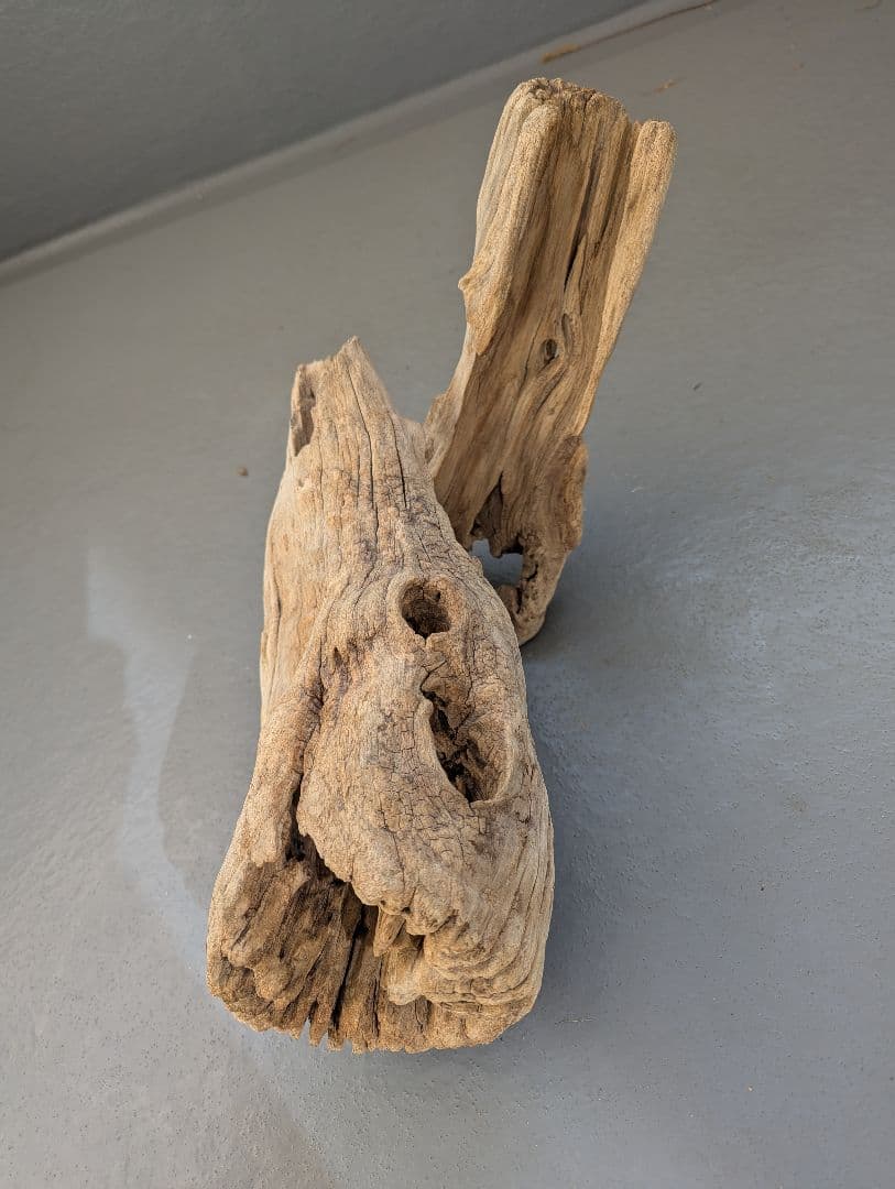 流木 約50cm 自然な形状　ビーチコーミング　アート素材　爬虫類　テラリウム