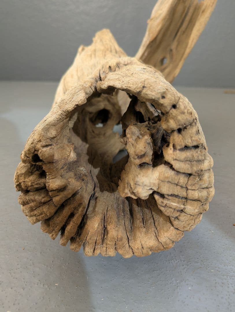 流木 約50cm 自然な形状　ビーチコーミング　アート素材　爬虫類　テラリウム