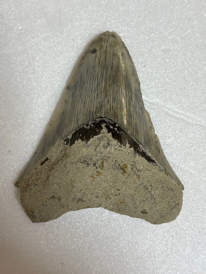 化石サメの歯メガロドンインドネシア約9.6cm 約134g 新生代第三紀中新世