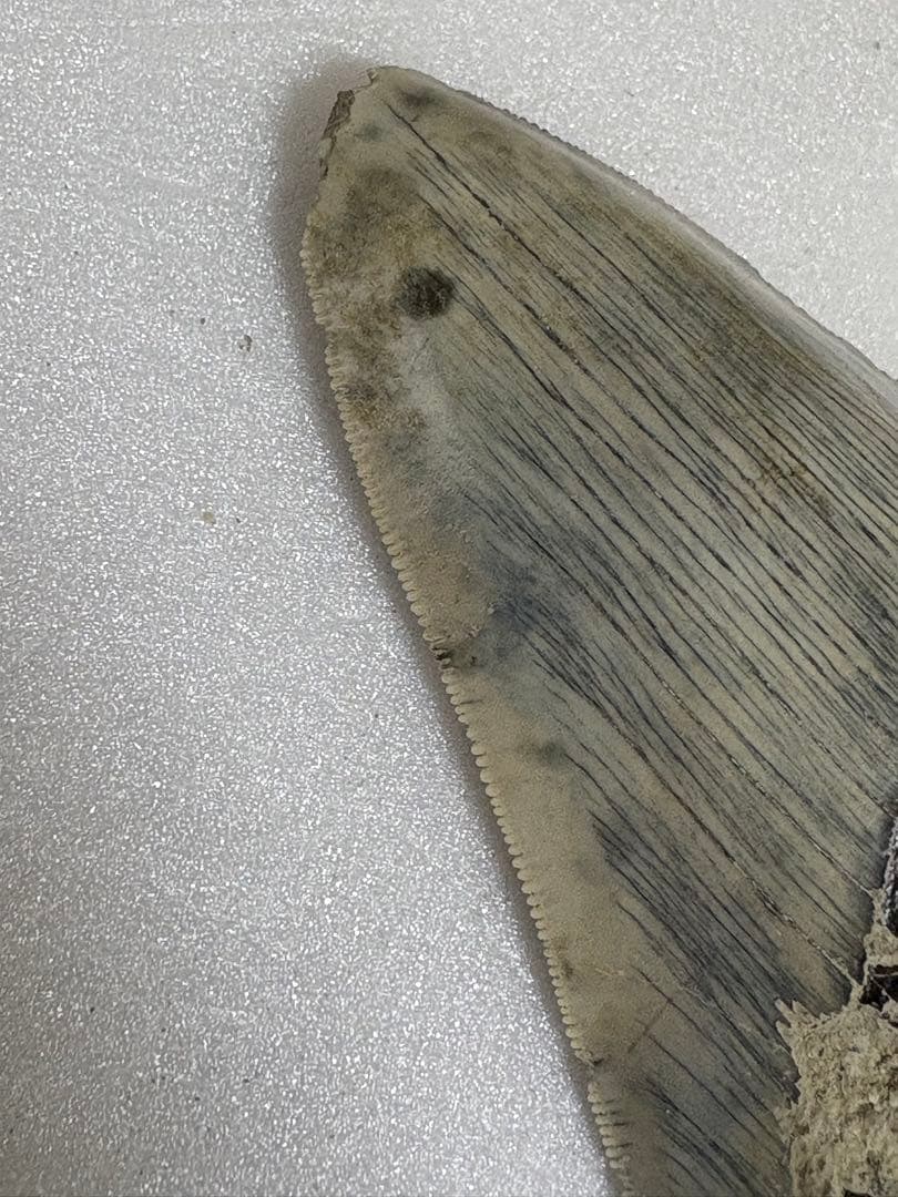 化石サメの歯メガロドンインドネシア約9.6cm 約134g 新生代第三紀中新世