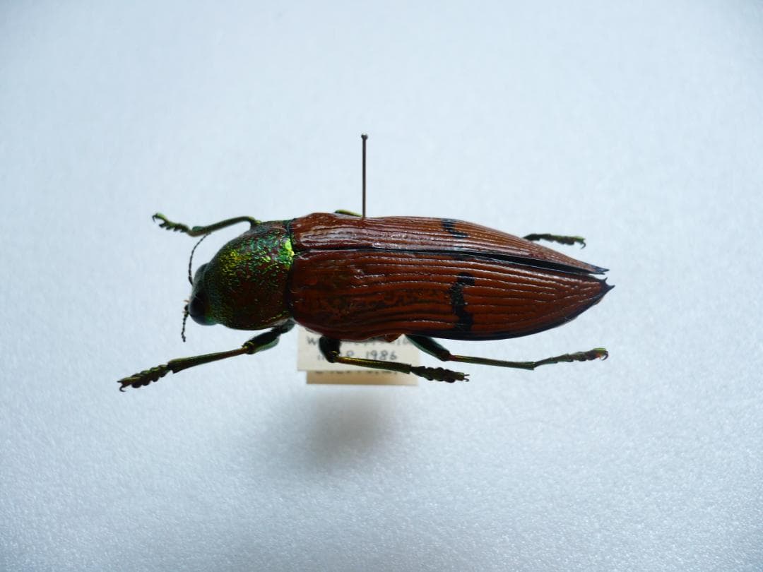 O*ん様 オーストラリアの ムカシタマムシ 3種セット