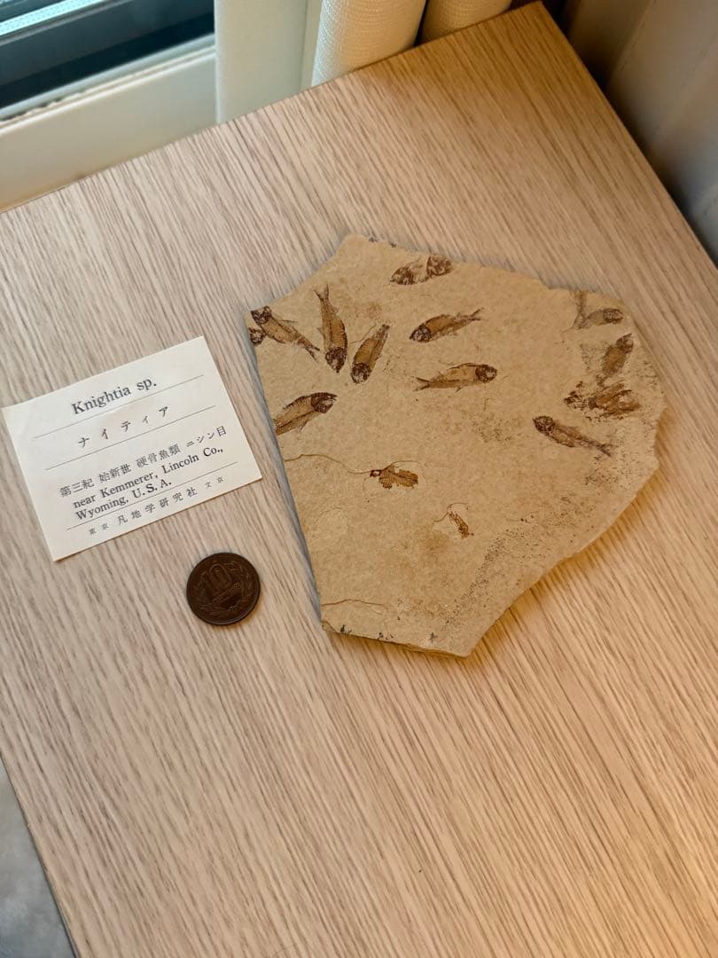 ナイティア　化石