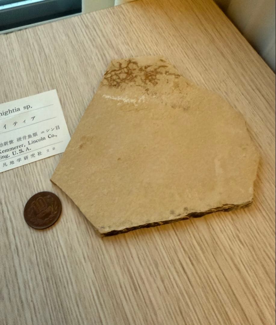 ナイティア　化石