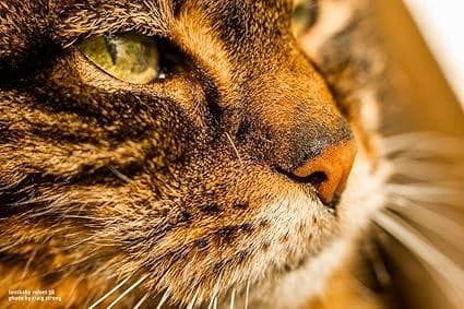 15258E ★新品★ レンズベビー 56mm F1.6 LENSBABY