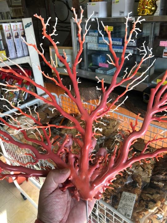 珊瑚　原木　置物