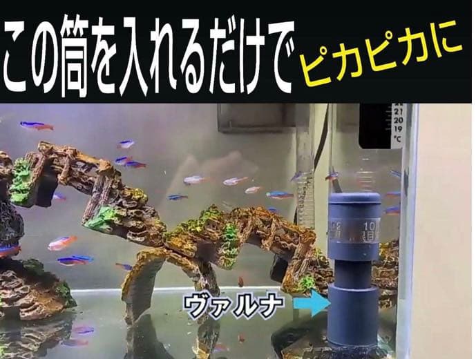 水槽の水が綺麗になります【ヴァルナミニ】有害物質を強力抑制し透明度が抜群に！