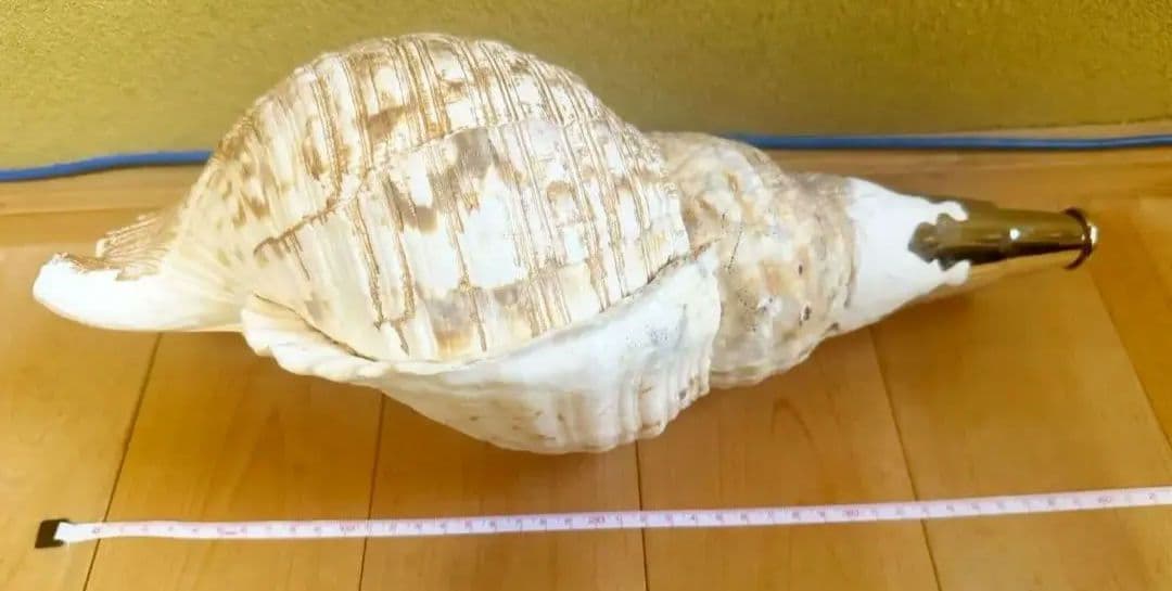 本日限定セール‼️特大40㎝ 修験道法螺貝 山伏 密教　魔除け　熊よけ