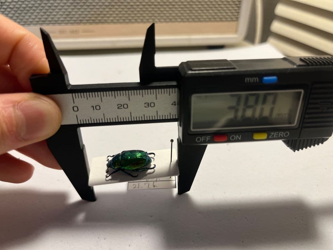 【19mm】Pelidnotaプラチナコガネ コガネムシ ハムシ コブハムシ標本