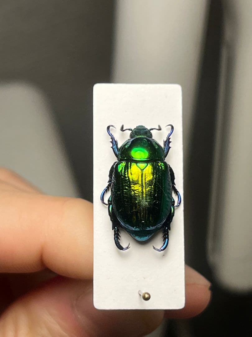 【19mm】Pelidnotaプラチナコガネ コガネムシ ハムシ コブハムシ標本