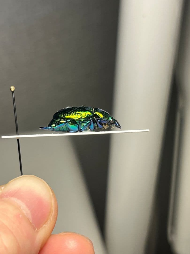 【19mm】Pelidnotaプラチナコガネ コガネムシ ハムシ コブハムシ標本