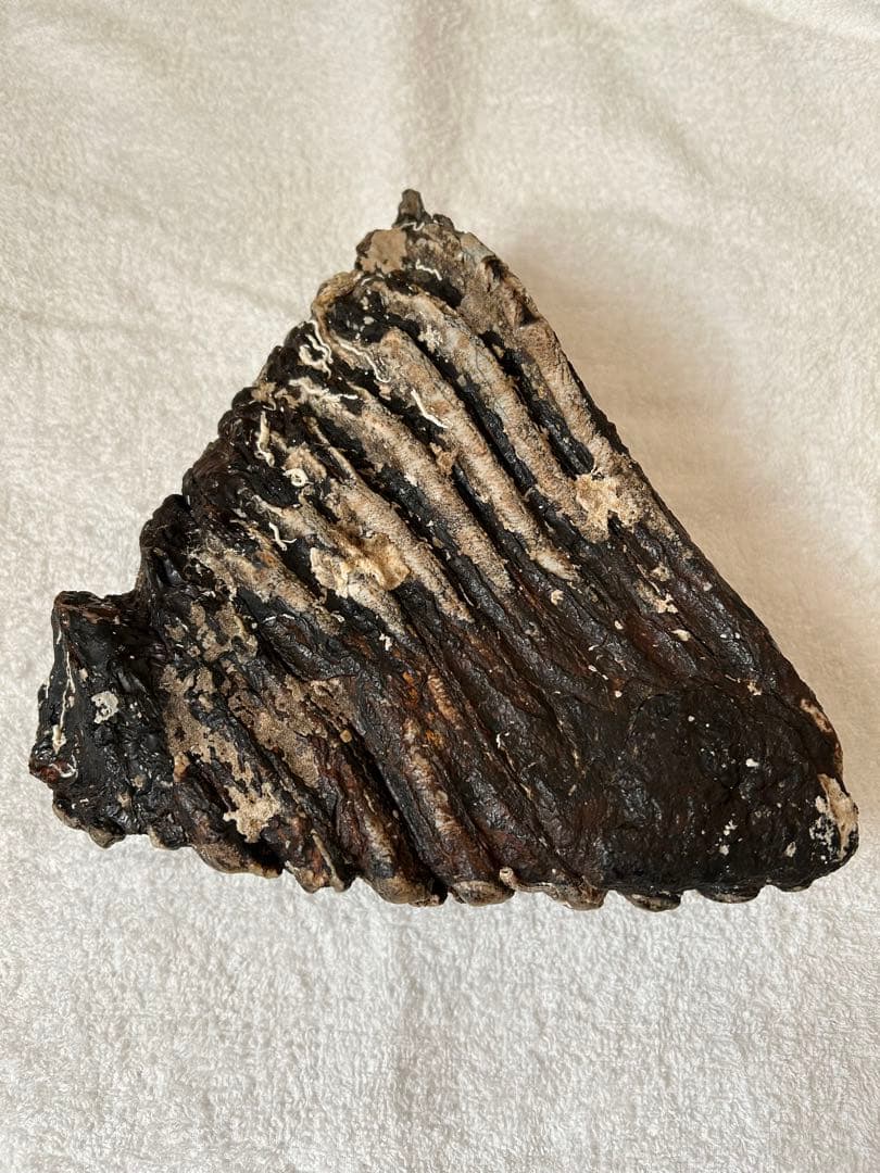 マンモス　ナウマンゾウ化石　臼歯