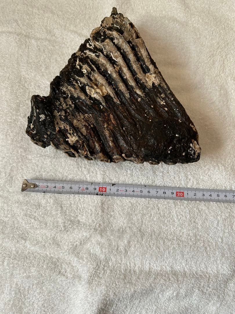 マンモス　ナウマンゾウ化石　臼歯