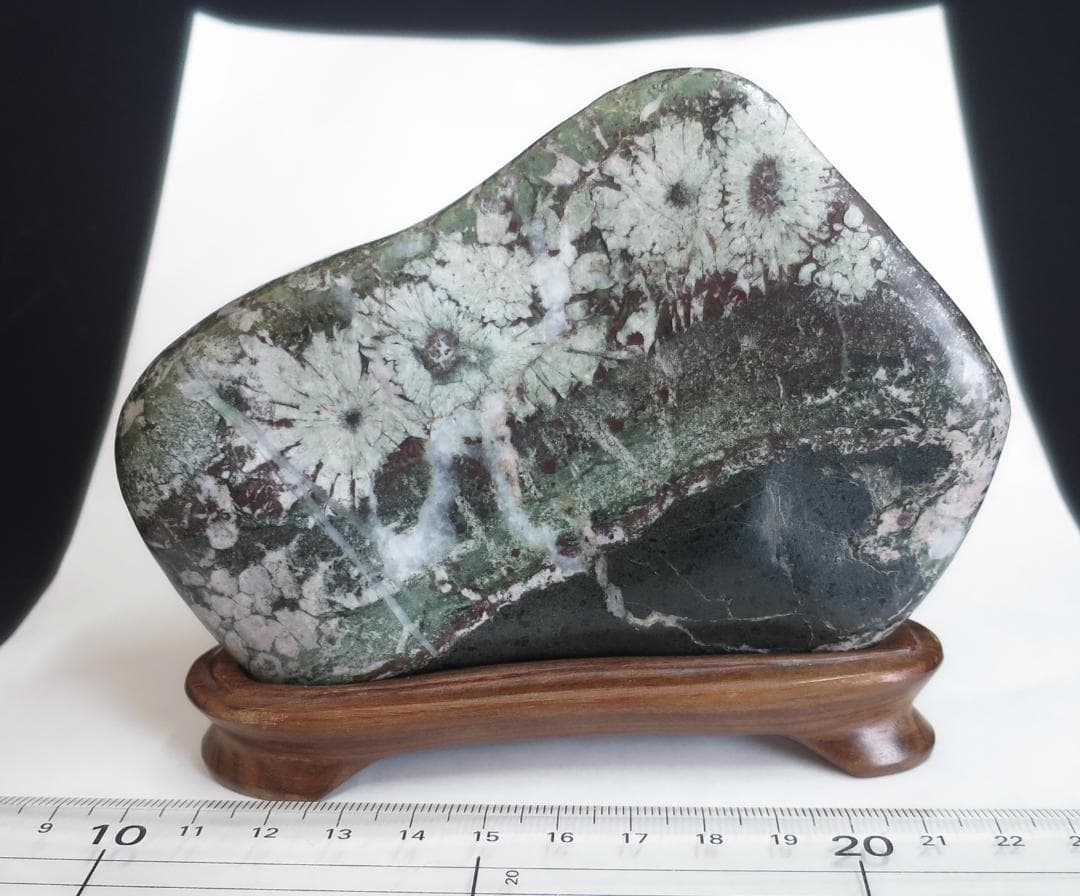 菊花石 　根尾菊花石 緑地に白花　鑑賞石　水石 盆栽