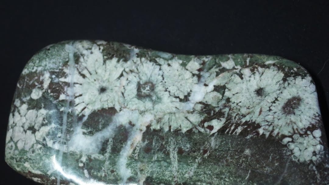 菊花石 　根尾菊花石 緑地に白花　鑑賞石　水石 盆栽