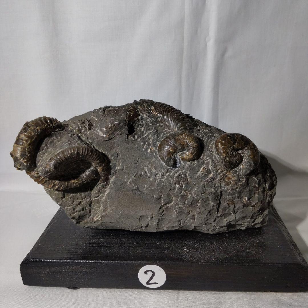 2026年新春　 北海道アンモナイト化石の福箱＋知識資料4点　その1