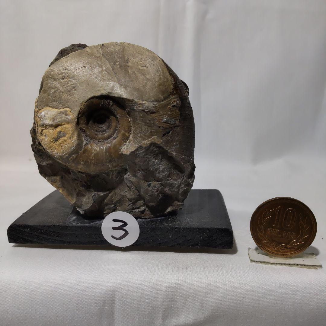 2026年新春　 北海道アンモナイト化石の福箱＋知識資料4点　その1