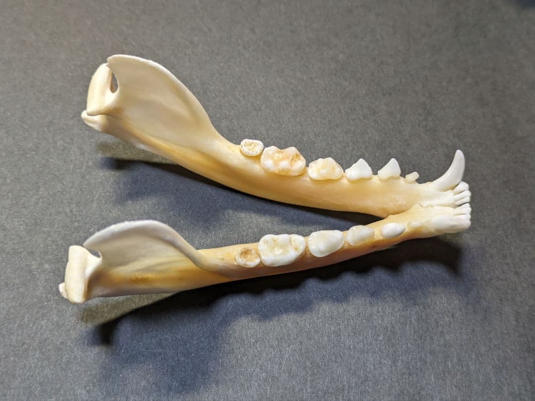 頭骨標本　珍獣パームシベット