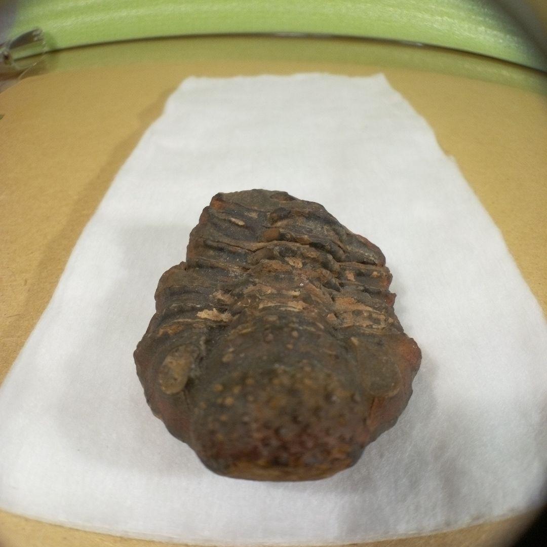 三葉虫　化石　三葉虫化石　究極のレトロ　fossil　ボリビア産　化石管理番号⑤