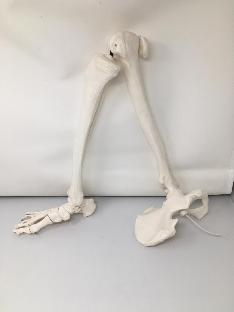 人体骨格模型　右下肢骨モデル　実物大プラスチック製 約60cm