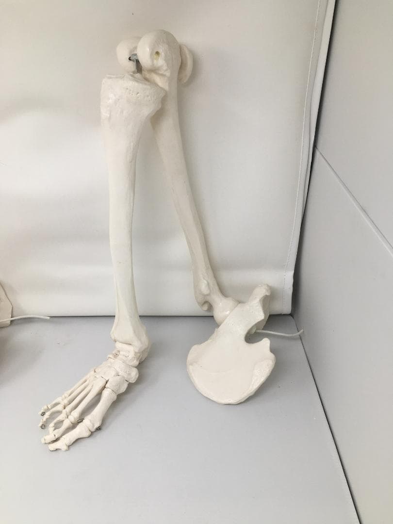人体骨格模型　右下肢骨モデル　実物大プラスチック製 約60cm